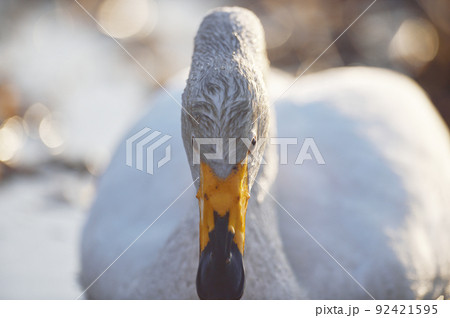 沼に浮かぶオオハクチョウ（北海道） 92421595