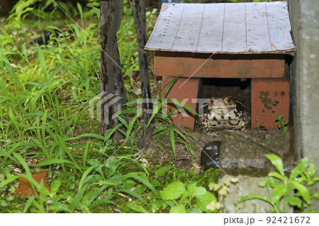 庭の隠れ家に生息するヒキガエル 92421672