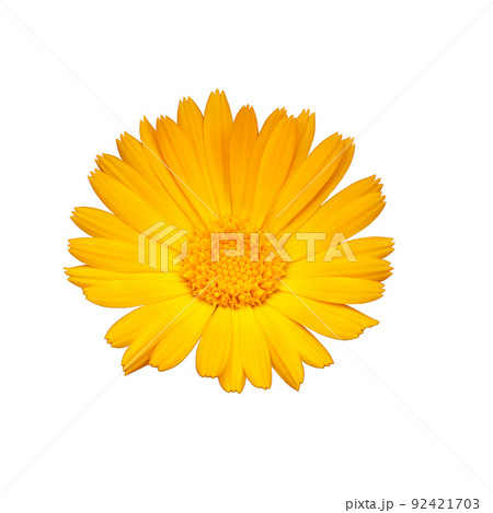 Yellow marigold flower on the white isolated background. Yellow marigold flower on the white isolated background. 92421703