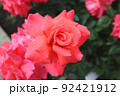 花壇の赤ピンクの薔薇 92421912