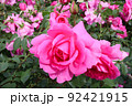 花壇の濃いピンクの薔薇 92421915