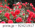 花壇に咲くたくさんの薔薇 92421917