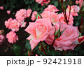 花壇のピンクの薔薇 92421918