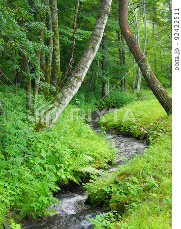 森の中を流れる小川 92422511