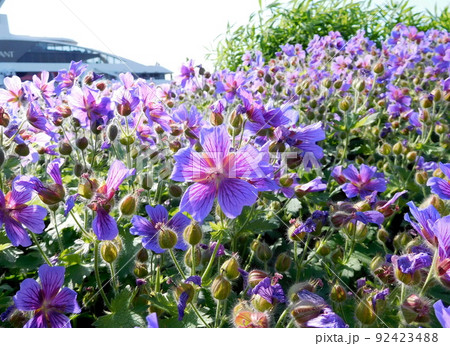 デンマーク　コペンハーゲン　ローゼンボー城　ゼラニウム属 92423488