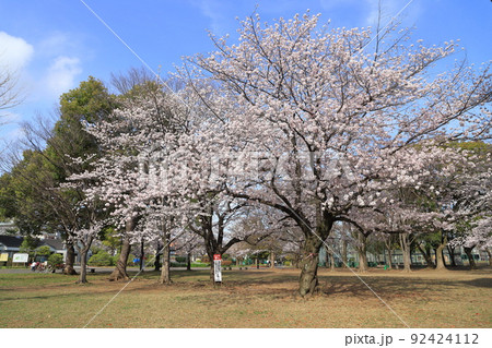 都立東綾瀬公園　野球場とサービスセンターそばの桜　 92424112