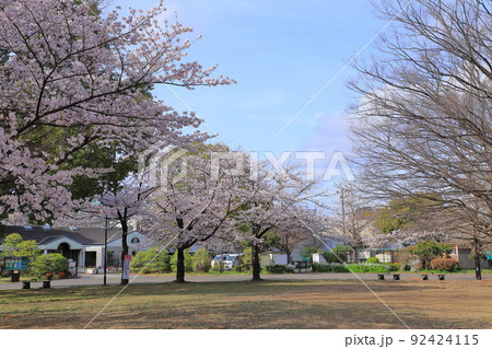 都立東綾瀬公園　野球場とサービスセンターそばの桜　 92424115