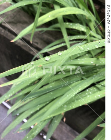 草の上の水滴 雨上がり 縦 92424173