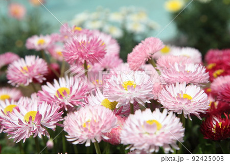 チロリアンデージー 92425003