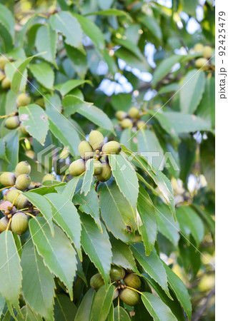 どんぐりの木 92425479