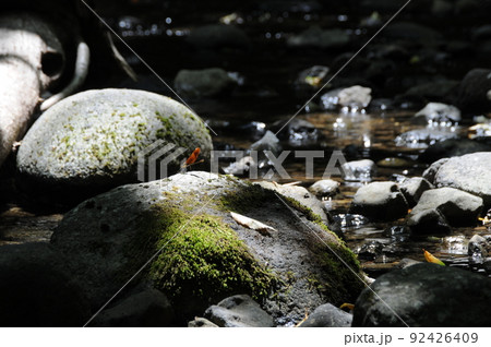 清流のとんぼ 92426409