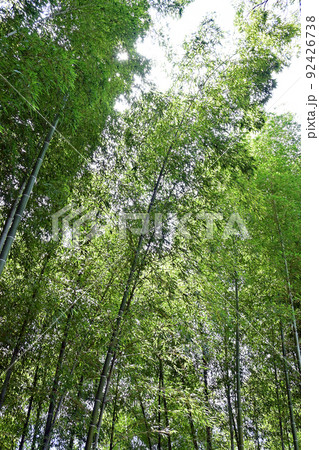 【神社仏閣】大阪府高槻市 上宮天満宮 竹林 【神社仏閣】大阪府高槻市 上宮天満宮 竹林 92426738