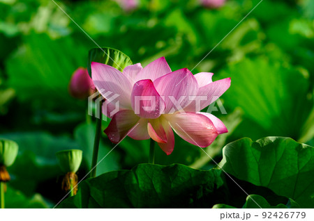 雨後の紅蓮 92426779