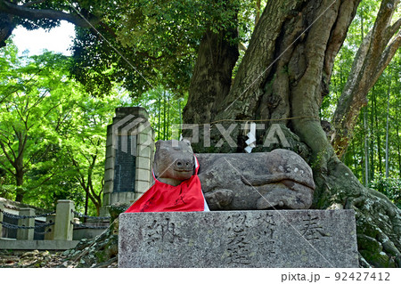 【神社仏閣】大阪府高槻市 上宮天満宮 石造りのご神牛 【神社仏閣】大阪府高槻市 上宮天満宮 石造りのご神牛 92427412
