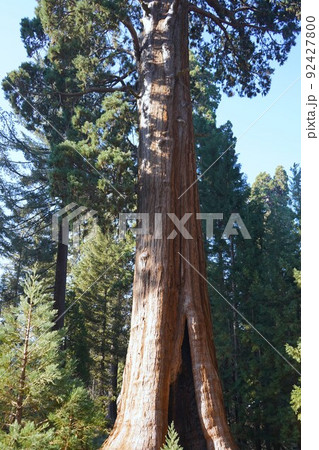 カリフォルニア州　セコイア国立公園　巨大なセコイアの木 92427800