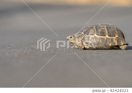 A Mediterranean land turtle lying on the asphalt. A Mediterranean land turtle lying on the asphalt. 92428321