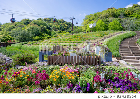 神戸布引ハーブ園に咲く花景色 92428554
