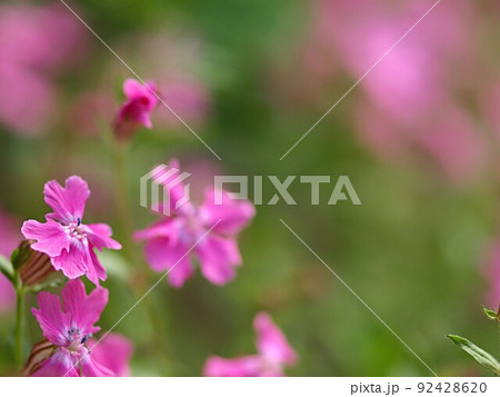 フクロナデシコの花のアップ 92428620