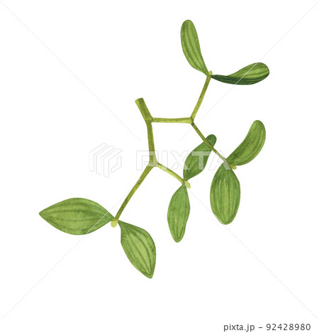 Christmas Mistletoe plant isolated on white background. Watercolor hand drawn Xmas illustration. Art for design 92428980