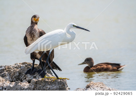 Small white heron, or Little egret, Egretta garzetta, and Great cormorant, Phalacrocorax carbo, sitting on a cliff and looking for fish in shallow water 92429065