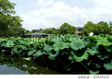 佐賀城公園　再生した蓮におおわれた初夏のお堀の景観 92429125