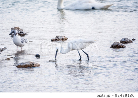 The small white heron or Little egret stands in the lake with fish in its beak. 92429136