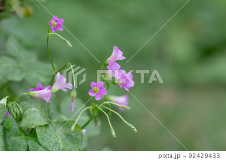 Oxalis violacea perennial plant of flower bed 92429433