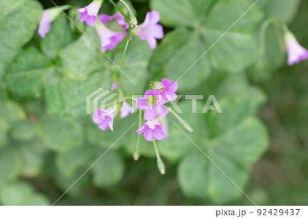 Oxalis violacea perennial plant of flower bed Oxalis violacea perennial plant of flower bed 92429437