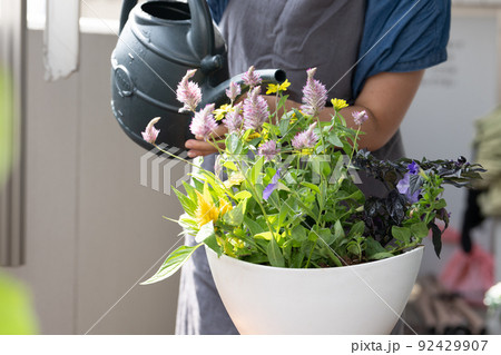 寄せ植え・ガーデニング・花の水やりをする女性イメージ 92429907