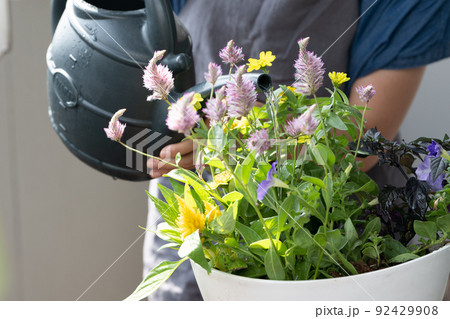 寄せ植え・ガーデニング・花の水やりをする女性イメージ 92429908