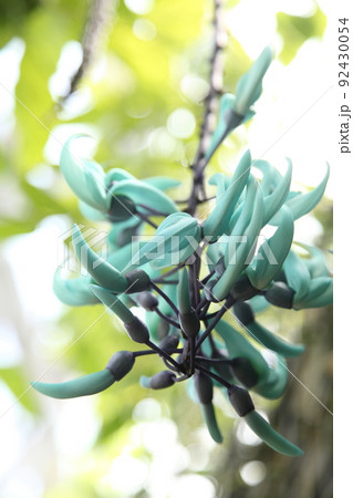 ヒスイカズラ 92430054