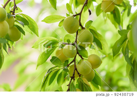 熟れ始めたスモモの実 92430719