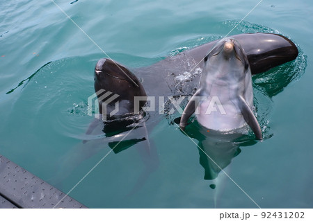 太地町立くじらの博物館 太地町立くじらの博物館 92431202
