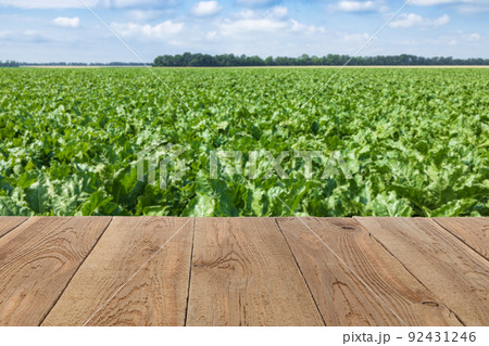 empty wooden table with green field of sweet sugar beet empty wooden table with green field of sweet sugar beet 92431246