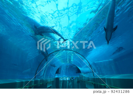 太地町立くじらの博物館 太地町立くじらの博物館 92431286