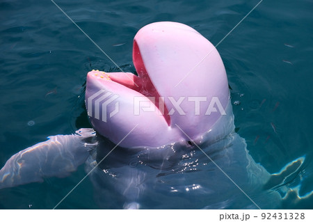 太地町立くじらの博物館 92431328