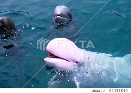 太地町立くじらの博物館 92431330