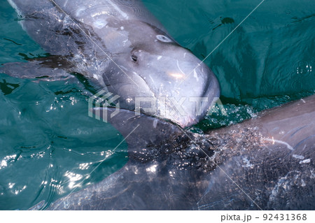 太地町立くじらの博物館 92431368