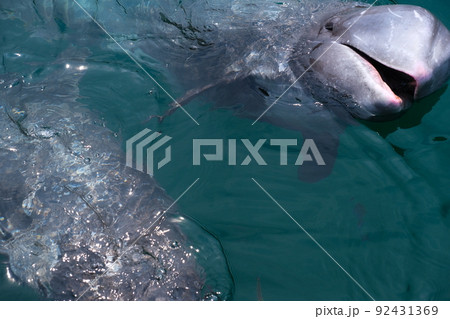 太地町立くじらの博物館 92431369