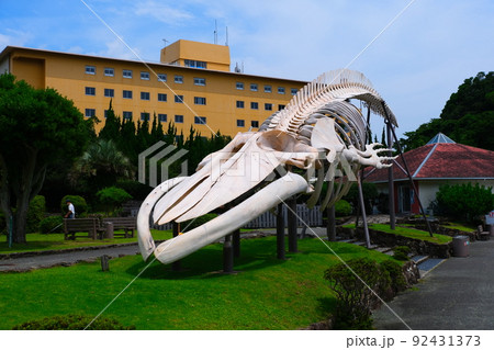 太地町立くじらの博物館 太地町立くじらの博物館 92431373