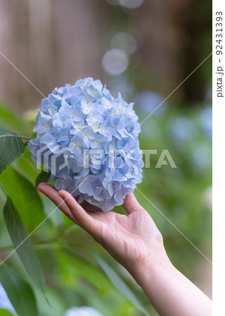青い紫陽花 青い紫陽花 92431393