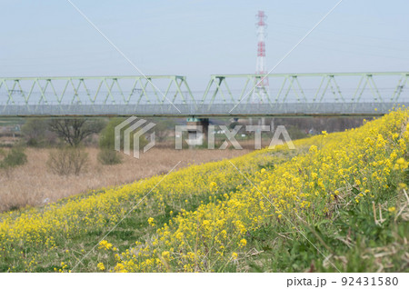 黄色の花畑と線路 黄色の花畑と線路 92431580
