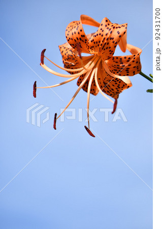 オニユリ 92431700