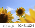 ローアングルから撮った背の高いひまわり 92431824