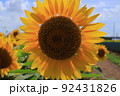 大きく開いたひまわり 92431826