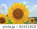 明るい空の下でひまわりを撮る 92431828