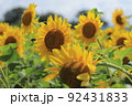 ミツバチが花粉をこぼしながら飛び回る 92431833