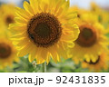 ひまわりが凛として立つ 92431835