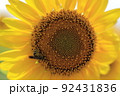 ハチが花粉を纏いながら蜜を吸う 92431836