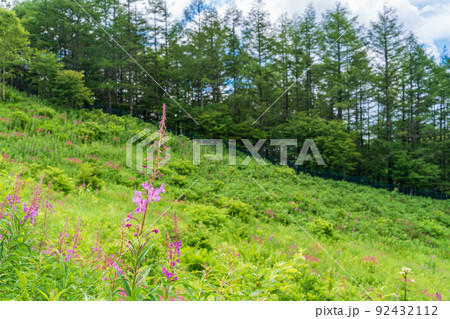 (長野県)富士見パノラマリゾート 入笠山・花畑 (長野県)富士見パノラマリゾート 入笠山・花畑 92432112